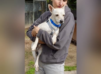 Oscar - stubenrein, brav und offen