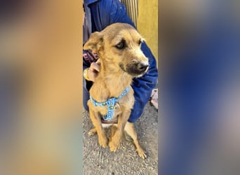 Diesel - lernwillig, freundlich und zutraulich