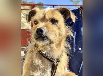 Alfie - verschmust, zutraulich und aufmerksam