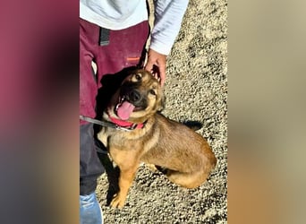 Mischa - zutraulich und neugierig