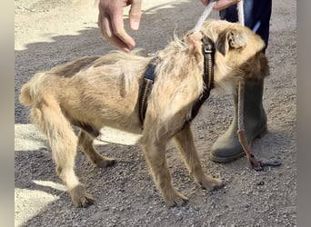 Alfie - verschmust, zutraulich und aufmerksam