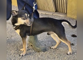 Donald - verschmust, offen und lernwillig