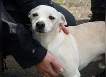 Oscar - stubenrein, brav und offen