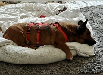 Matilde - verschmust, ruhig und gemütlich / Bereits in Deutschland
