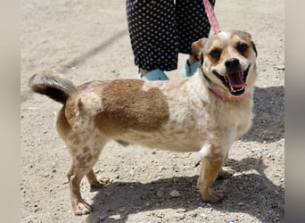 Sinatra - lässt sich gerne anfassen, neugierig und zutraulich