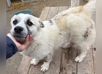 Jubata - freundlich und verschmust