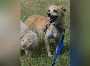 Lotte - gut verträglich - BEREITS IN DEUTSCHLAND