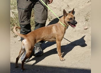 Sara - aufmerksam, verschmust und neugierig