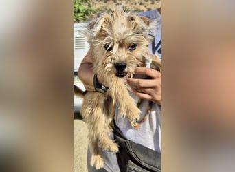 Lupita, neugierig. verspielt, offen, freundlich