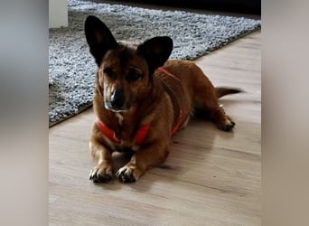Matilde - verschmust, ruhig und gemütlich / Bereits in Deutschland