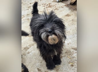 Chewbacca - verschmust und freundlich