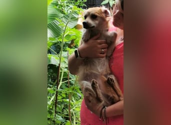 Lotte - gut verträglich - BEREITS IN DEUTSCHLAND