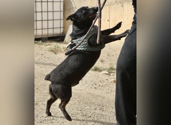 Zeus - lässt sich gerne streicheln,  neugierig und freundlich