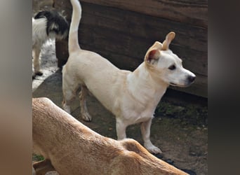 Oscar - stubenrein, brav und offen