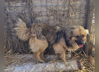 Carlo - verschmust und freundlich