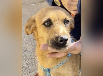 Diesel - lernwillig, freundlich und zutraulich