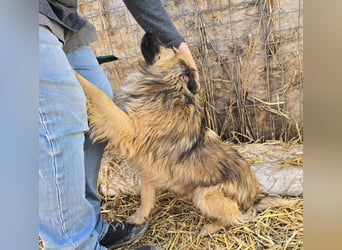 Carlo - verschmust und freundlich