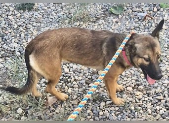Mischa - zutraulich und neugierig