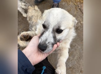 Jubata - freundlich und verschmust