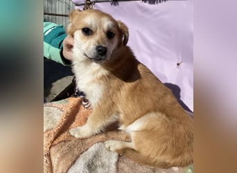 Lotte - gut verträglich - BEREITS IN DEUTSCHLAND