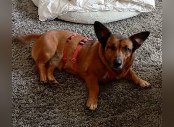 Matilde - verschmust, ruhig und gemütlich / Bereits in Deutschland