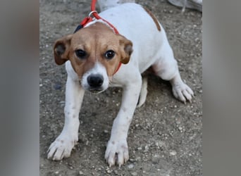 Atlas - neugierig, aufmerksam und verschmust