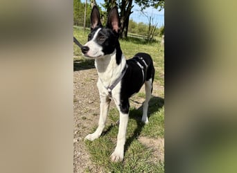 Marlo, agil, verspielt, neugierig