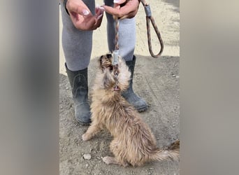 Lupita, neugierig. verspielt, offen, freundlich