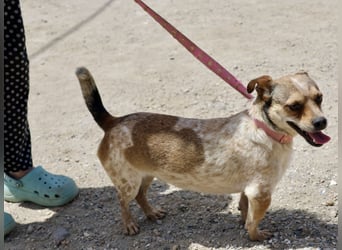 Sinatra - lässt sich gerne anfassen, neugierig und zutraulich