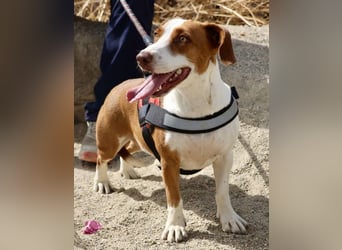 Lola - streichelbegeistert, neugierig und freundlich