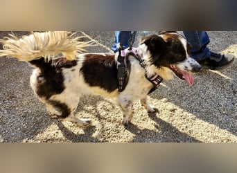 Nico - verschmust, neugierig und lernwillig