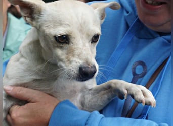 Oscar - stubenrein, brav und offen