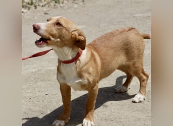 Goofy- Streichelfreund, offen und freundlich BEREITS IN DEUTSCHLAND