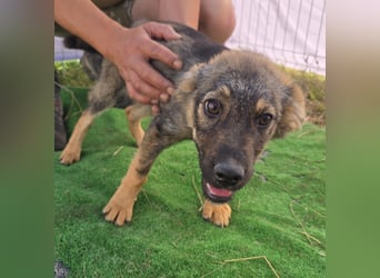 Nuri - jung und aufgeweckt