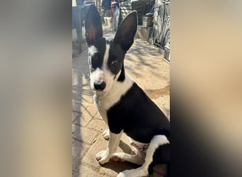 Marlo, agil, verspielt, neugierig