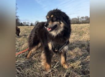 Lio - neugierg und leinenführig - BEREITS IN DEUTSCHLAND