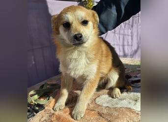 Lotte - gut verträglich - BEREITS IN DEUTSCHLAND