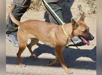 Sara - aufmerksam, verschmust und neugierig