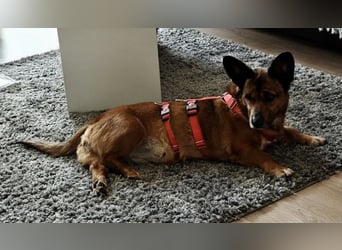 Matilde - verschmust, ruhig und gemütlich / Bereits in Deutschland