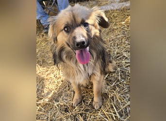 Carlo - verschmust und freundlich