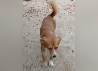 Boomer - neugierig und interessiert