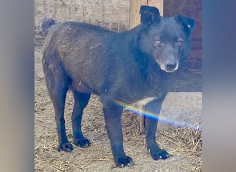 Silene - sanft und verträglich