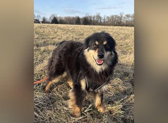 Lio - neugierg und leinenführig - BEREITS IN DEUTSCHLAND