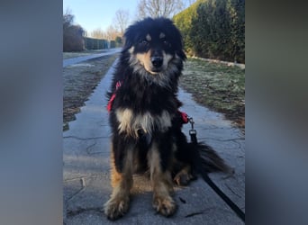 Lio - neugierg und leinenführig - BEREITS IN DEUTSCHLAND