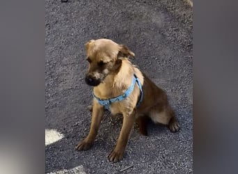 Diesel - lernwillig, freundlich und zutraulich