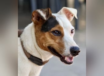 Parche - familiengeeignet, freundlich und lernwillig