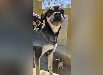 Donald - verschmust, offen und lernwillig