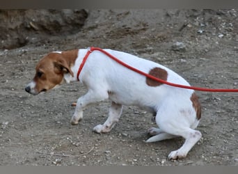 Atlas - neugierig, aufmerksam und verschmust