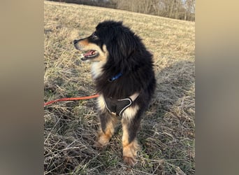 Lio - neugierg und leinenführig - BEREITS IN DEUTSCHLAND