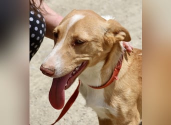 Goofy- Streichelfreund, offen und freundlich BEREITS IN DEUTSCHLAND